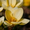 Snow Crocus | Crocus chrysanthus | Fotografijos autorius : Darius Baužys | © Macronature.eu | Macro photography web site