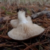 Soapy knight - Tricholoma saponaceum | Fotografijos autorius : Vitalij Drozdov | © Macronature.eu | Macro photography web site