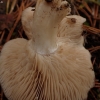 Soapy knight - Tricholoma saponaceum | Fotografijos autorius : Vitalij Drozdov | © Macronature.eu | Macro photography web site