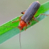 Livid Soldier beetle | Cantharis livida | Fotografijos autorius : Darius Baužys | © Macronature.eu | Macro photography web site