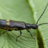 Soldier beetle - Malthodes sp. ♀ | Fotografijos autorius : Žilvinas Pūtys | © Macrogamta.lt | Šis tinklapis priklauso bendruomenei kuri domisi makro fotografija ir fotografuoja gyvąjį makro pasaulį.