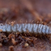 Soldier fly - Zabrachia sp., larva | Fotografijos autorius : Žilvinas Pūtys | © Macronature.eu | Macro photography web site