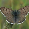 Sooty Copper - Lycaena tityrus | Fotografijos autorius : Gintautas Steiblys | © Macronature.eu | Macro photography web site