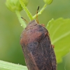 Southern broad-bellied bug - Eurygaster austriaca | Fotografijos autorius : Gintautas Steiblys | © Macronature.eu | Macro photography web site