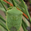 Southern green shield bug - Nezara viridula f. smaragdula | Fotografijos autorius : Gintautas Steiblys | © Macronature.eu | Macro photography web site