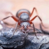 Rudoji miško skruzdėlė - Formica rufa | Fotografijos autorius : Mindaugas Leliunga | © Macrogamta.lt | Šis tinklapis priklauso bendruomenei kuri domisi makro fotografija ir fotografuoja gyvąjį makro pasaulį.
