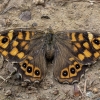 Speckled wood - Pararge aegeria | Fotografijos autorius : Žilvinas Pūtys | © Macronature.eu | Macro photography web site