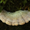 Splitgill Mushroom - Schizophyllum commune | Fotografijos autorius : Vidas Brazauskas | © Macronature.eu | Macro photography web site