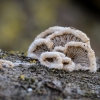 Splitgill mushroom | Schizophyllum commune | Fotografijos autorius : Darius Baužys | © Macronature.eu | Macro photography web site