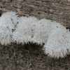 Splitgill mushroom - Schizophyllum commune | Fotografijos autorius : Gintautas Steiblys | © Macronature.eu | Macro photography web site