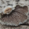 Splitgill mushroom - Schizophyllum commune | Fotografijos autorius : Gintautas Steiblys | © Macronature.eu | Macro photography web site