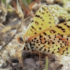 Spotted Fritillary - Melitaea didyma | Fotografijos autorius : Gintautas Steiblys | © Macronature.eu | Macro photography web site