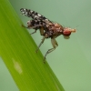 Spotted Marsh Fly - Trypetoptera punctulata  | Fotografijos autorius : Vilius Grigaliūnas | © Macronature.eu | Macro photography web site