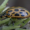 Spotted Willow Leaf Beetle - Chrysomela vigintipunctata | Fotografijos autorius : Žilvinas Pūtys | © Macronature.eu | Macro photography web site