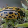 Spotted Willow Leaf Beetle - Chrysomela vigintipunctata | Fotografijos autorius : Žilvinas Pūtys | © Macronature.eu | Macro photography web site