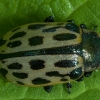 Spotted Willow Leaf Beetle - Chrysomela vigintipunctata | Fotografijos autorius : Žilvinas Pūtys | © Macronature.eu | Macro photography web site