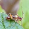Apyninė žolblakė - Closterotomus fulvomaculatus, nimfa | Fotografijos autorius : Kazimieras Martinaitis | © Macronature.eu | Macro photography web site