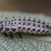 Spotted willow leaf beetle - Chrysomela vigintipunctata, larva | Fotografijos autorius : Žilvinas Pūtys | © Macronature.eu | Macro photography web site