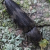 Spragšis - Diacanthous undulatus | Fotografijos autorius : Vytautas Tamutis | © Macrogamta.lt | Šis tinklapis priklauso bendruomenei kuri domisi makro fotografija ir fotografuoja gyvąjį makro pasaulį.