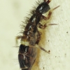 Slender springtail - Orchesella cincta | Fotografijos autorius : Vidas Brazauskas | © Macronature.eu | Macro photography web site