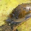 Maurinukė - Radix sp. | Fotografijos autorius : Gintautas Steiblys | © Macrogamta.lt | Šis tinklapis priklauso bendruomenei kuri domisi makro fotografija ir fotografuoja gyvąjį makro pasaulį.