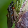 St Mark’s fly - Bibio varipes ♀ | Fotografijos autorius : Žilvinas Pūtys | © Macronature.eu | Macro photography web site