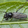 St Mark’s fly - Bibio varipes ♂ | Fotografijos autorius : Žilvinas Pūtys | © Macronature.eu | Macro photography web site