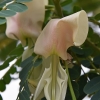 Stambiažiedė agatpupė - Sesbania grandiflora 'alba' | Fotografijos autorius : Nomeda Vėlavičienė | © Macrogamta.lt | Šis tinklapis priklauso bendruomenei kuri domisi makro fotografija ir fotografuoja gyvąjį makro pasaulį.