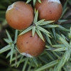 Stambiavaisis kadagys - Juniperus macrocarpa | Fotografijos autorius : Gintautas Steiblys | © Macrogamta.lt | Šis tinklapis priklauso bendruomenei kuri domisi makro fotografija ir fotografuoja gyvąjį makro pasaulį.