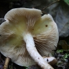 Sticky scalycap - Pholiota gummosa | Fotografijos autorius : Vytautas Gluoksnis | © Macronature.eu | Macro photography web site