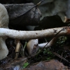 Sticky scalycap - Pholiota gummosa | Fotografijos autorius : Vytautas Gluoksnis | © Macronature.eu | Macro photography web site