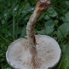 Sticky scalycap - Pholiota gummosa | Fotografijos autorius : Žilvinas Pūtys | © Macronature.eu | Macro photography web site