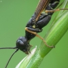 Stiebinis pjūklelis - Calameuta filiformis | Fotografijos autorius : Vidas Brazauskas | © Macrogamta.lt | Šis tinklapis priklauso bendruomenei kuri domisi makro fotografija ir fotografuoja gyvąjį makro pasaulį.