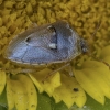 Stink bug - Stagonomus bipunctatus | Fotografijos autorius : Žilvinas Pūtys | © Macronature.eu | Macro photography web site