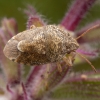 Stink bug - Staria lunata | Fotografijos autorius : Žilvinas Pūtys | © Macronature.eu | Macro photography web site