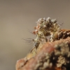 Stink lacewing - Chrysopa sp., larva | Fotografijos autorius : Agnė Našlėnienė | © Macronature.eu | Macro photography web site