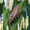 Stink lacewing - Chrysopa sp., larva | Fotografijos autorius : Ramunė Činčikienė | © Macronature.eu | Macro photography web site