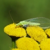 Stink lacewing - Chrysopa sp. | Fotografijos autorius : Irenėjas Urbonavičius | © Macronature.eu | Macro photography web site