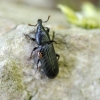 Straubliukas - Cossonus cylindricus | Fotografijos autorius : Kazimieras Martinaitis | © Macrogamta.lt | Šis tinklapis priklauso bendruomenei kuri domisi makro fotografija ir fotografuoja gyvąjį makro pasaulį.