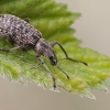 Lapinukas - Polydrusus cervinus | Fotografijos autorius : Gintautas Steiblys | © Macrogamta.lt | Šis tinklapis priklauso bendruomenei kuri domisi makro fotografija ir fotografuoja gyvąjį makro pasaulį.