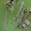 Straw stiltbug - Neides tipularius | Fotografijos autorius : Gintautas Steiblys | © Macronature.eu | Macro photography web site