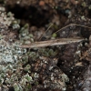 Straw stiltbug - Neides tipularius | Fotografijos autorius : Žilvinas Pūtys | © Macronature.eu | Macro photography web site
