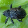 Strawberry-blossom Weevil - Anthonomus rubi | Fotografijos autorius : Žilvinas Pūtys | © Macronature.eu | Macro photography web site