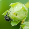 Strawberry-blossom Weevil - Anthonomus rubi | Fotografijos autorius : Romas Ferenca | © Macronature.eu | Macro photography web site