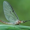 Striped mayfly - Ephemera lineata | Fotografijos autorius : Gintautas Steiblys | © Macronature.eu | Macro photography web site