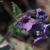 Suffolk lungwort - Pulmonaria obscura | Fotografijos autorius : Vytautas Gluoksnis | © Macronature.eu | Macro photography web site