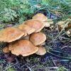 Mushroom | Flammula sp. | Fotografijos autorius : Darius Baužys | © Macrogamta.lt | Šis tinklapis priklauso bendruomenei kuri domisi makro fotografija ir fotografuoja gyvąjį makro pasaulį.