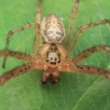 Summer Orbweaver - Metellina mengei ♂ | Fotografijos autorius : Gintautas Steiblys | © Macronature.eu | Macro photography web site