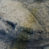Swollen River-mussel - Unio tumidus | Fotografijos autorius : Gintautas Steiblys | © Macronature.eu | Macro photography web site