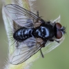 Tachinid Fly - Dufouria chalybeata ♂ | Fotografijos autorius : Žilvinas Pūtys | © Macrogamta.lt | Šis tinklapis priklauso bendruomenei kuri domisi makro fotografija ir fotografuoja gyvąjį makro pasaulį.